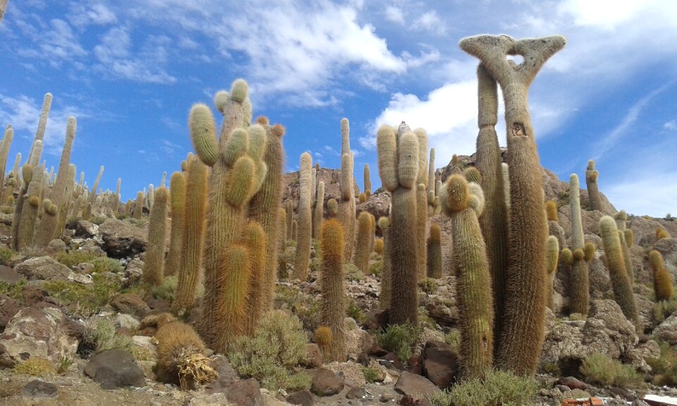 Nature island salar