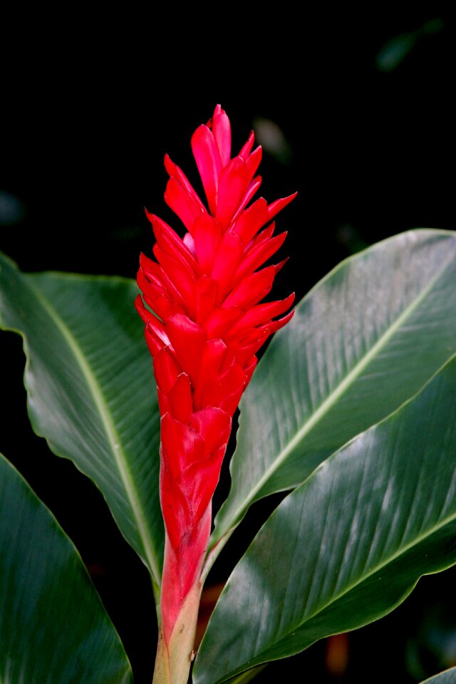 Flower red plant photo