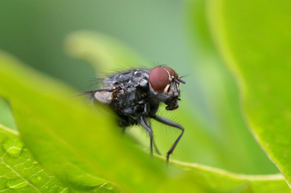 Whopper insect compound eyes
