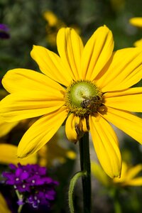 Plant garden bloom