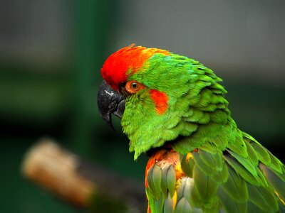 Bird animal parrot photo