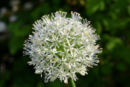 Flowers nature white blossom