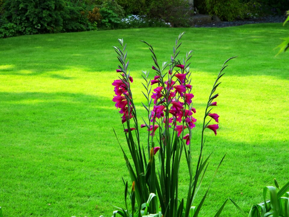 Flower garden red flower