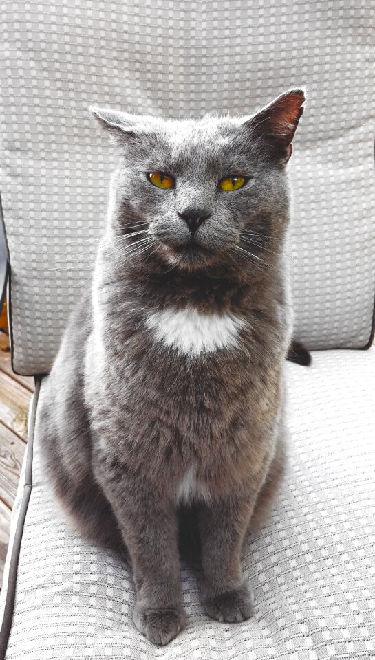 Gray animal whisker