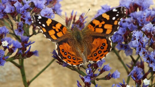 Orange butterfly on flower flowers