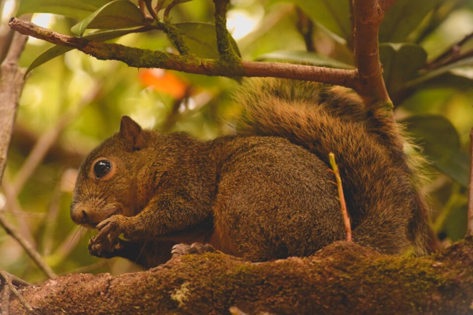 Animals fauna rodent