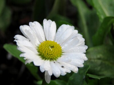 White bloom nature photo