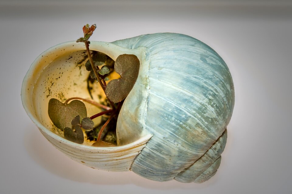 Gastropod shell contoured renaissance