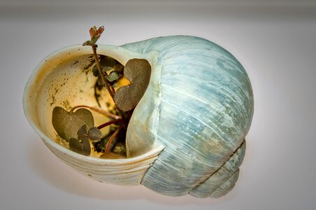 Gastropod shell contoured renaissance photo