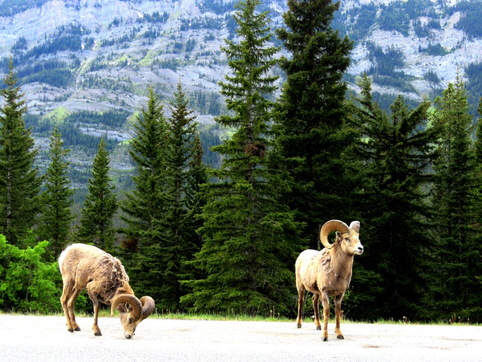 Mountain sheep wild