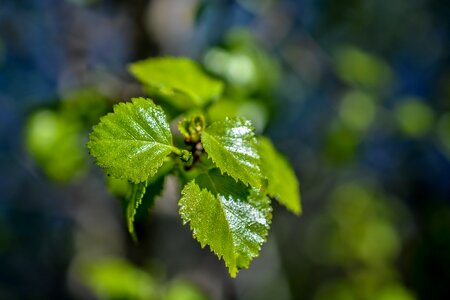 Nature leaf fresh photo