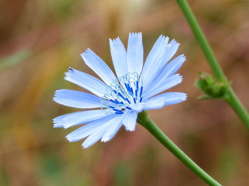 Wild flower blue flower detail