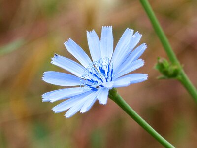 Wild flower blue flower detail