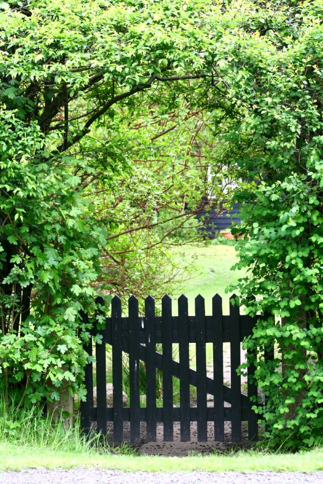 Hedge summer garden