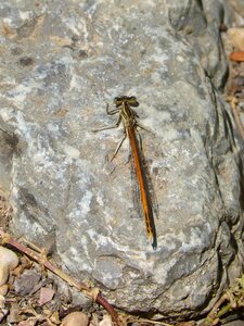 Orange dragonfly rock flying insect photo
