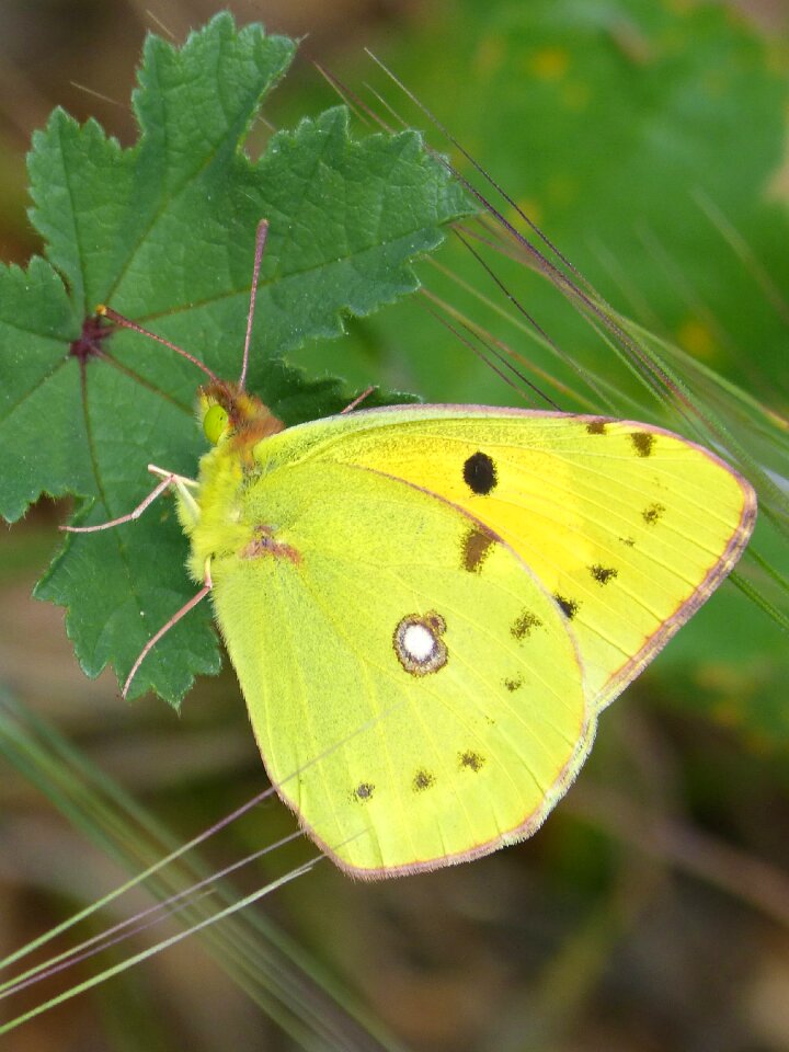 Butterfly colias croceus safranera de l'alfals