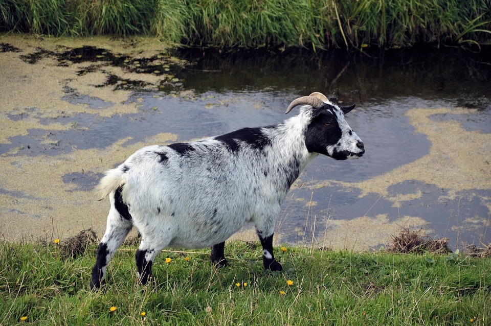 Mammal domestic milk photo