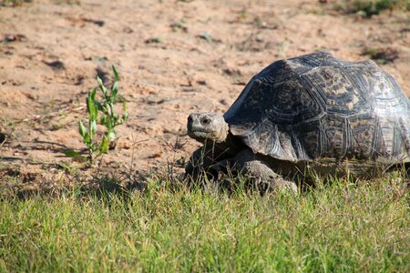 Safari wildlife turtle