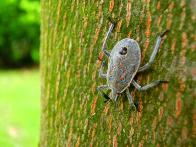 Taiwan insect trunk