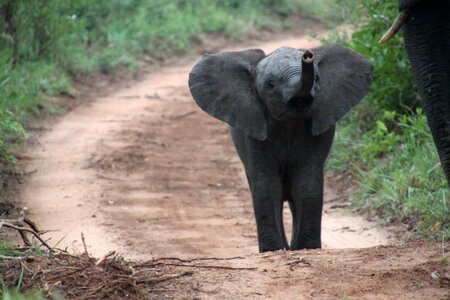 Baby elephant national park wild