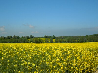 Field spring nature