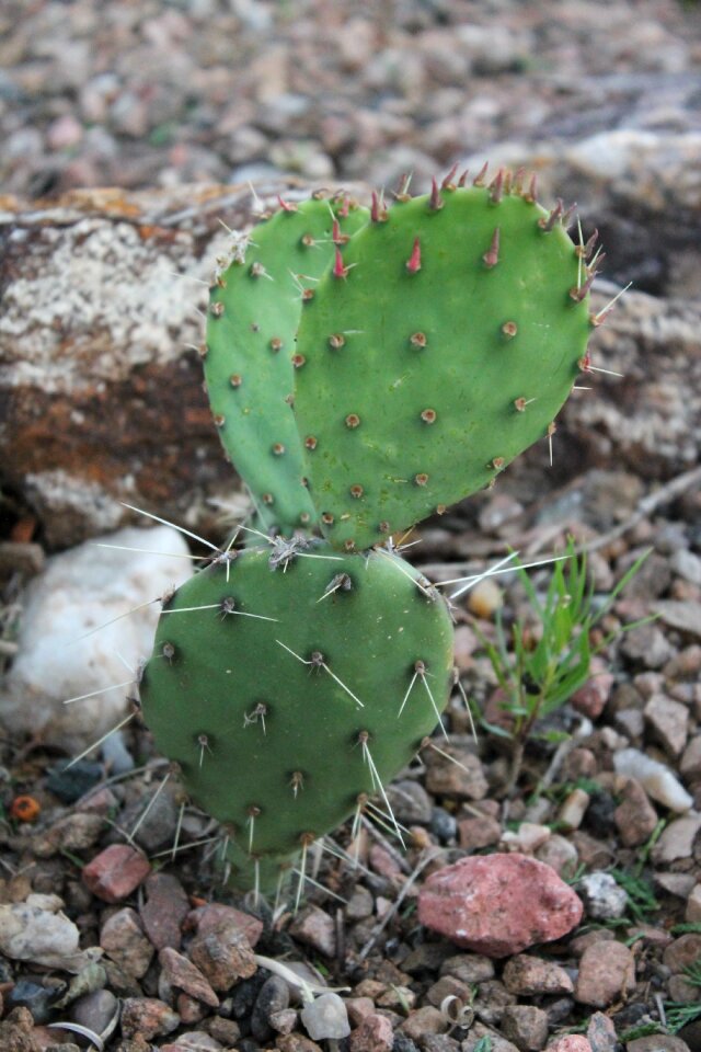 Southwestern new mexico spike