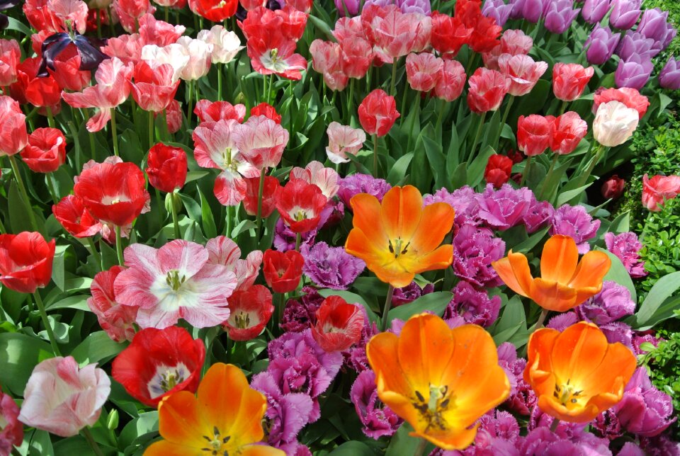 Blooming garden colorful