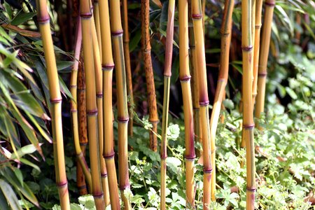 Wood stems leaves