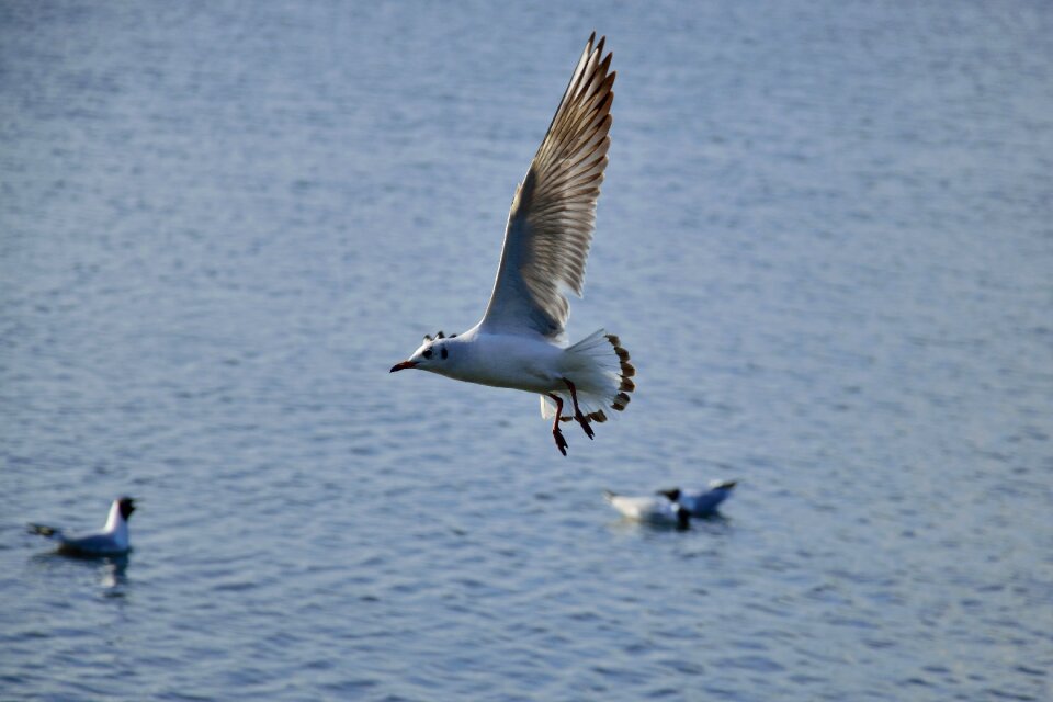 Nature wings lake