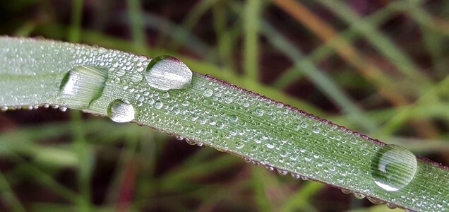 Morning dew wet water photo