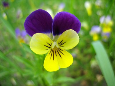 Viola flora purple