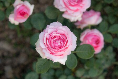 Wildflower pink roses rose garden photo