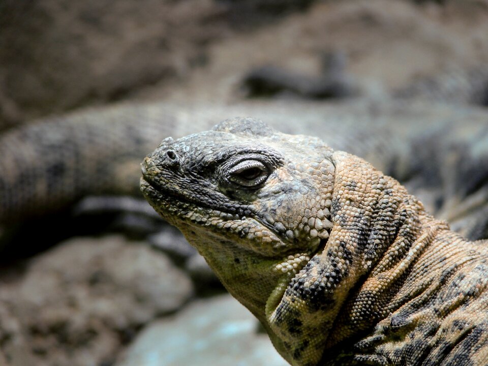 Nature reptile animal
