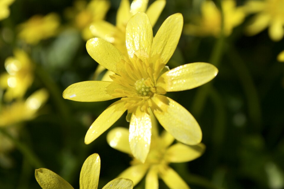 Blooming flower nature