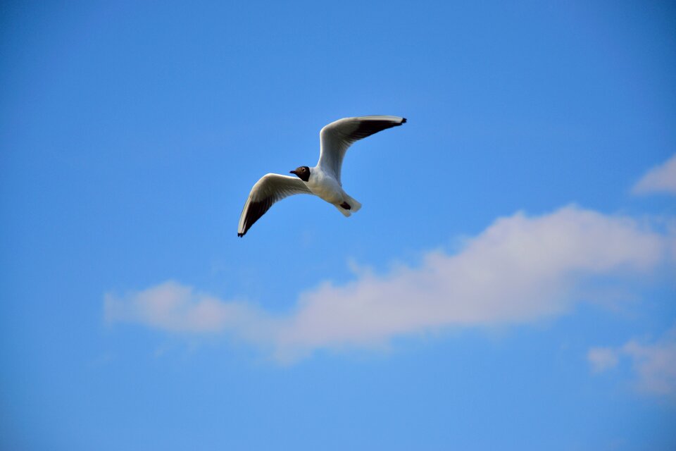Nature wings sky
