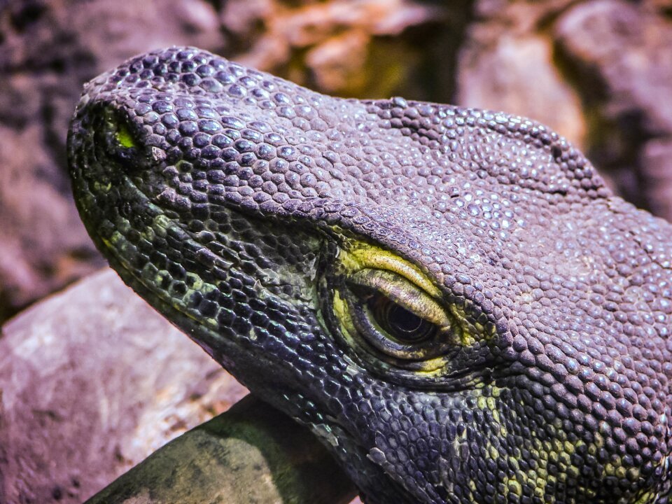 Nature reptile animal