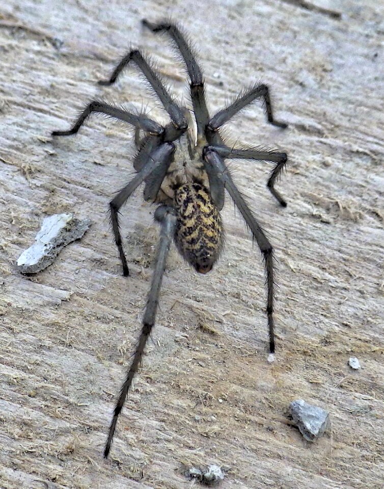 Spider animal arachnids