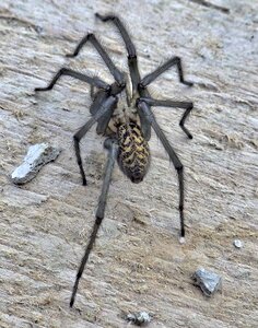 Spider animal arachnids