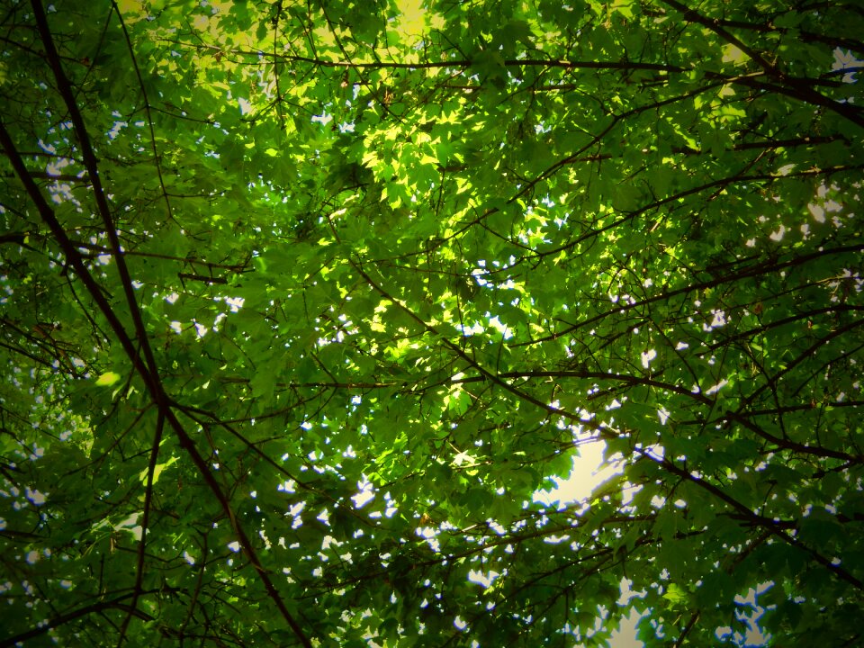 Leaves green the crown of the tree