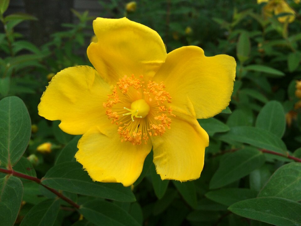 Yellow leaf green