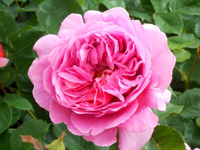 Flower pink rose photo