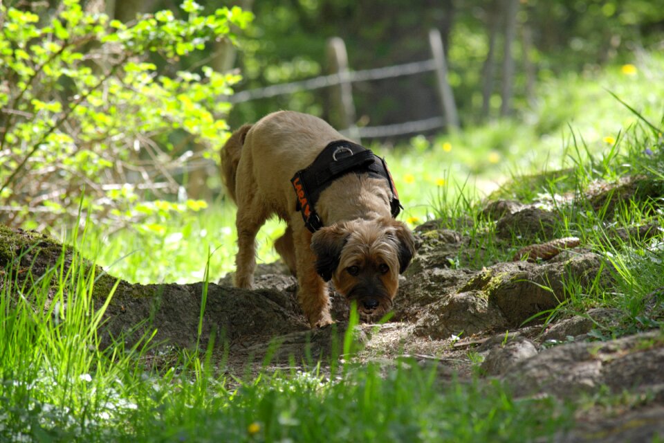 Addiction sniffing curious