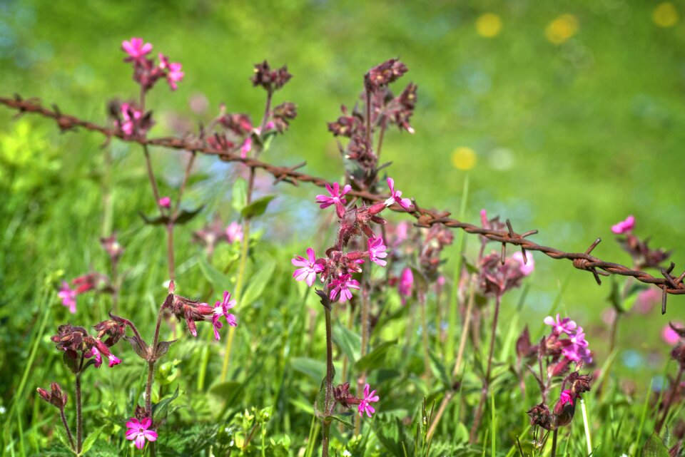 Meadow nature blossom