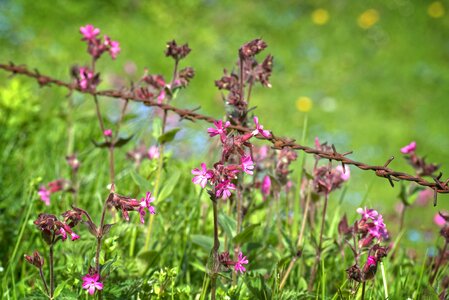 Meadow nature blossom
