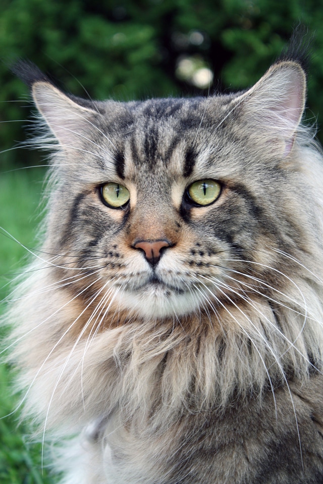 Animal cat face animals