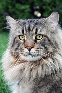 Animal cat face animals