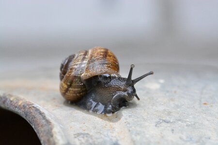 Macro close up mollusk photo