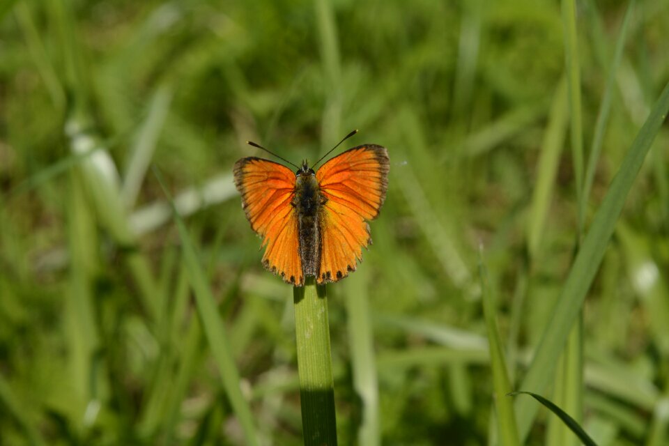 Orange nature green julia butterfly