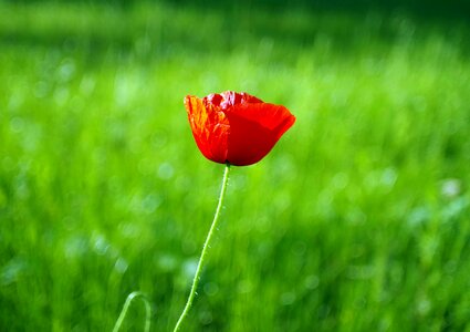 Meadow sunny the delicacy