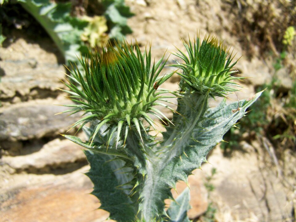 Ass weed wildflower nature
